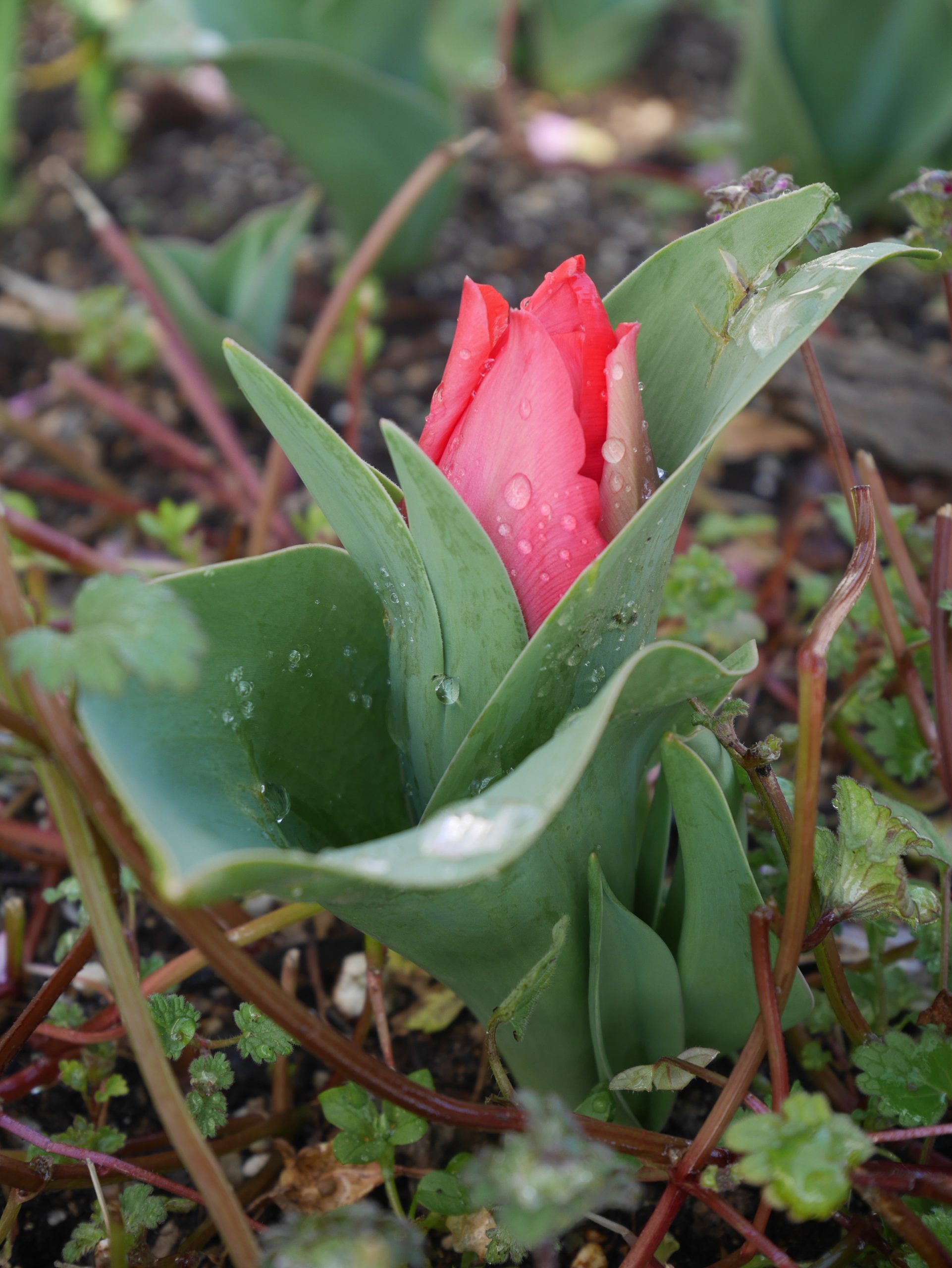 【デイ】春の温かさ