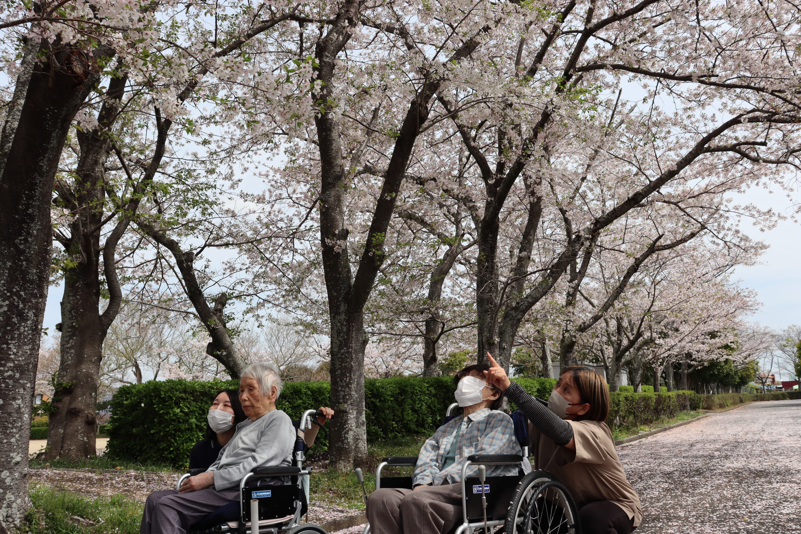 【外出】お花見ドライブ🌸4/6